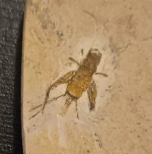 Cricket Insect Fossil Green River Formation