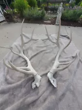 Elk Antlers Matching Set