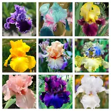 Mixed Color Rare Iris Flower Seeds (50pcs) - Perennial, Iris for Autumn