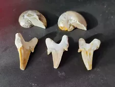 5 FOSSILS FOR SALE IN ONE LOT