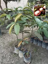 Grafted MANGOSTEEN KALIGESING Tropical fruit tree 3-4ft Best Sellers