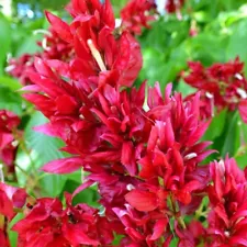 brazilian red cloak plant for sale