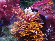 Dragon's Breath Macroalgae for Saltwater Aquariums and Refugiums