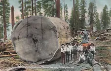 Vintage Postcard Giant California Redwood Tree Ready for Lumber Mill 1910 K942