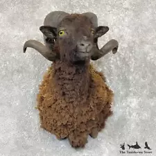 #26728 P | Black Corsican Ram Taxidermy Shoulder Mount For Sale