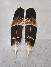 AS14 Pr Pen Raised African Harrier Hawk (Polyboroides Typus) Tail Feather