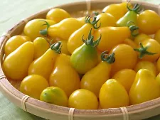 TOMATO YELLOW PEAR / CHERRY BELL - 5000 SEEDS NON GMO - RARE - ORGANIC