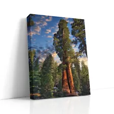 Giant Sequoia Redwood Tree Art Forest Picture for the Tree Hugger & Nature Lover