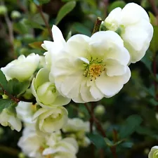 Double Take Eternal White™ - Flowering Quince - Proven Winners - 4" Pot