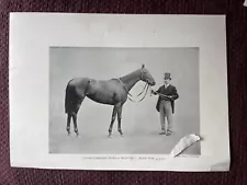 Horse, Thoroughbred Mare “ Sceptre”, sold for £25.000, & Stallion, Antique print