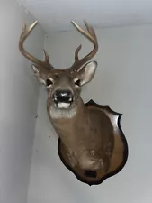 Two Georgia White Tail deer mounts for sale