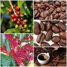 Coffee Arabica 300+ Seeds Tropical Bean Plant Tree Shrub Rare SEED frm Sri Lanka