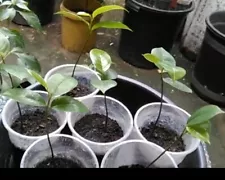 soursop trees for sale