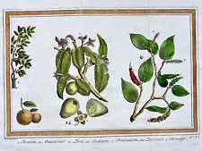 1757 Tropical fruit & spice trees & plants. Guava, Pepper, Orange, Schley