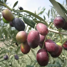 Olea europea seeds - Olive Tree - 10 Seeds