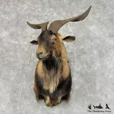 #25474 P | Catalina Goat Taxidermy Shoulder Mount For Sale