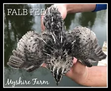 110+RARE Falb Fee Coturnix Quail Hatching Eggs By Myshire! Are Feather Sexable!!