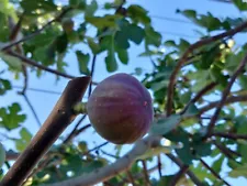 fiddle leaf fig seeds for sale