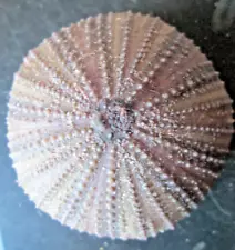 2 1/4" X 1 1/8" PURPLE/BROWN SEA URCHIN, 0.33 OZ.