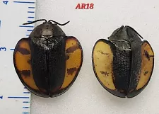 2 Cassidinae Beetles specimens #AR18 Amazon Jungle Insect Stolas