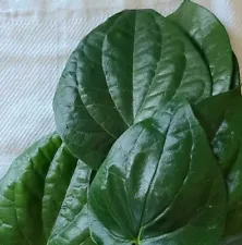 Fresh Organic Betel Leaf - 45 Leaves-Free Shipping from CA,USA
