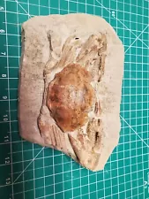 Crab Fossil