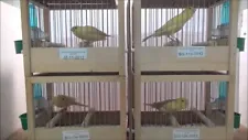 Song Canary Bird Training Cage