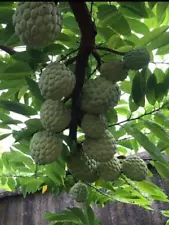 sugar apple tree for sale in california