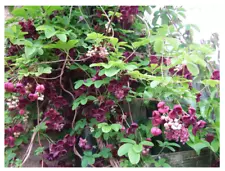 2 Plant Chocolate Vine Perennial - Akebia quinata - 2.5" Pot