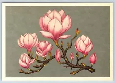 Postcard Kew Botanicum Ornamental Shrubs Chinese Or Saucer Magnolia