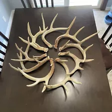 Real Antler Whitetail Deer Chandelier