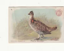 Arm & Hammer Game Bird Series PRAIRIE CHICKEN Vict Card c1900