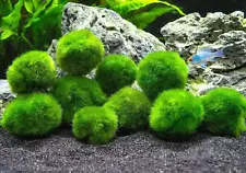 Marimo Moss Ball 1-1,5 inches Cladophora Live Plant Aquarium in USA