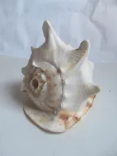 9” Queen Helmet Conch Sea Shell Large Horn Musical Instrument Cassis Cornuta