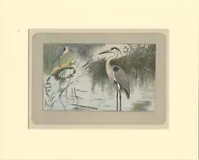 Antique Bird Print of a Grey Heron