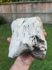 Texas Petrified Wood Rotted Natural Tree Log Prehistoric Fossil