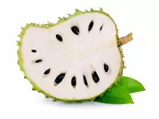 Soursop Fruit Tree Seeds for Planting - 5 Seeds - Annona muricata - Great for Bo