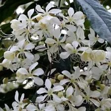 Clerodendrum Wallichii Bridal Cutting Rare New Live Plant White Flowers For Gift