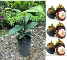 5 Seeds Original Mangosteen Garcinia mangostana Tropical fruit tree FREE PHYTO