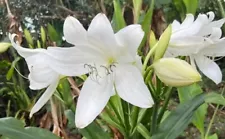 crinum moorei 3 seeds Amaryllis moorei semillas graines