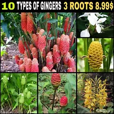 10 Types of Ginger Plants Live Roots- Free Shipping-BOGO 80% SALE OFF Fresh Root