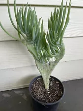 Crested Succulent Mermaid Tail Plant (Crested Senecio Vitalis) Live Plant