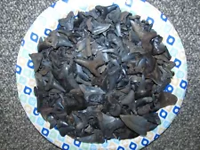 Small Shark Teeth Fossils, School Science, Jewelry, Collect 1 pound 10 ounces