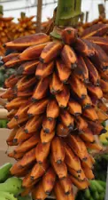 Orange Banana - Musa Bukensis 4 Seeds - Garden Orchard Banana Tree