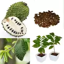 10+ ANNONA MURICATA SEEDS Soursop, Graviola Fruit Seeds