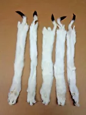 #1 Quality XL Tanned White Ermine/Weasel/Fur/Crafts/Trapping/Stocking Stuffers