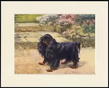 KING CHARLES ENGLISH TOY SPANIEL BLACK AND TAN DOG PRINT MOUNTED READY TO FRAME