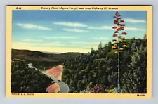 Globe AZ-Arizona, Century Plant, Agave Parryi, Hwy 60, Antique Vintage Postcard