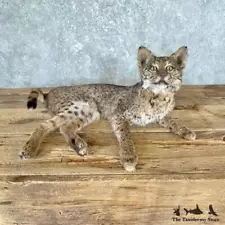 #26625 N+ | Bobcat Life-Size Taxidermy Mount For Sale