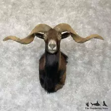 #28173 E+ | Corsican Ram Taxidermy Shoulder Mount For Sale